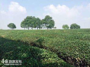 中國鄉(xiāng)村旅游崛起 江蘇 美麗鄉(xiāng)村 產(chǎn)業(yè)值得推薦