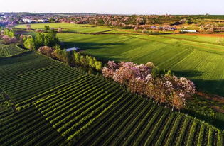 厲害了,孟津旅游飛速發展 旅游景區美出新高度,美得讓人如癡如醉