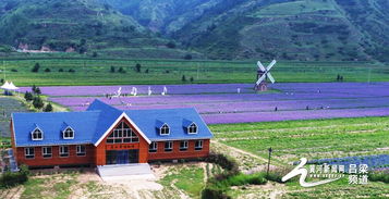 呂梁 交城有個(gè)薰衣草莊園 唯美花海等您來(lái)賞