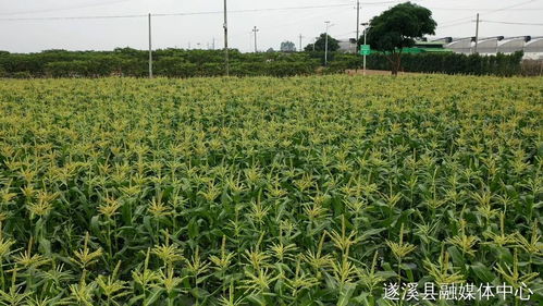 省級休閑農(nóng)業(yè)與鄉(xiāng)村旅游示范點,湛江四個候選 你去過嗎