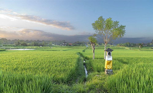 17幫農 休閑農業和鄉村旅游是農業新機遇