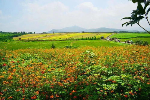 全部免票 湖北這份電話名單,請收好