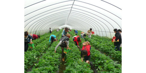 雙流草莓園價格-農游天下農業開發-雙流草莓園