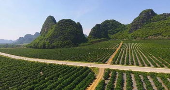 廣西特色農產品品牌故事 南寧篇 甜彎彎 沁心田