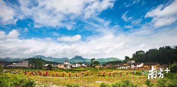 豐收季 韶關仁化 農業 旅游 融合發展碩果累累