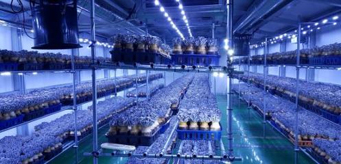 韓國:韓國京畿道農業技術研究所開發平菇新品種