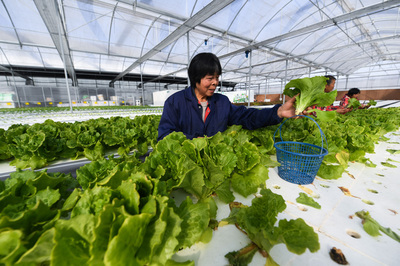 浙江平湖:現代&ldquo;植物工廠&rdquo;春意濃