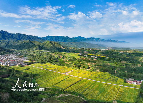 陜西藍(lán)田 油葵花海宛若畫卷