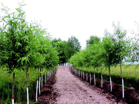 農(nóng)村經(jīng)濟(jì)發(fā)展的強(qiáng)大引擎和動力-回望平?jīng)鲛r(nóng)業(yè)綜合開發(fā)之路