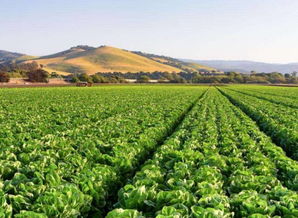 鄉村旅游 農業眾籌 大潮已去,發展模式探索任重道遠