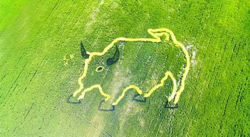 提振農村消費再被提上日程, 專家 農民有后顧之憂