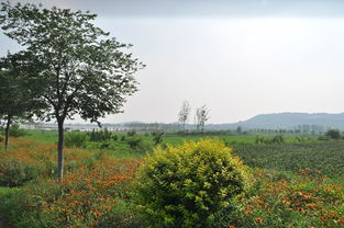 羅莊區迷龍湖休閑農業開發旅游項目規劃通過專家評審