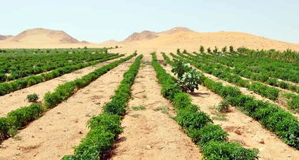 沙特農業旅游 沙漠綠洲的新篇章