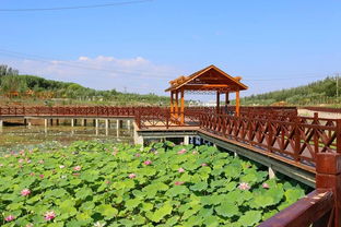 一曲荷塘月色惹人醉——利通區農旅融合促全域旅游發展記