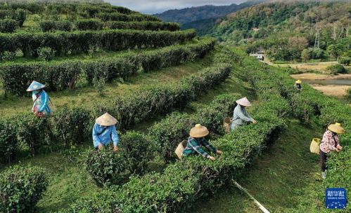 2024年海南五指山早春茶飄香，農旅融合繪就鄉(xiāng)村振興新畫卷