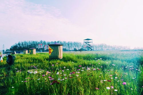 稻海織金夢，曹妃故里迎客來——記曹妃甸第二屆稻花節(jié)與農業(yè)旅游新篇章