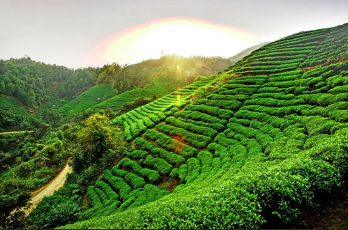 茶鄉旅游精品線路終選名單出爐，夏季避暑新選擇引領農業旅游新風尚